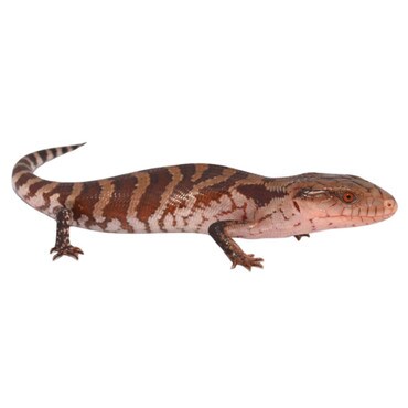 Tanimbar Island Blue-Tongue Skink